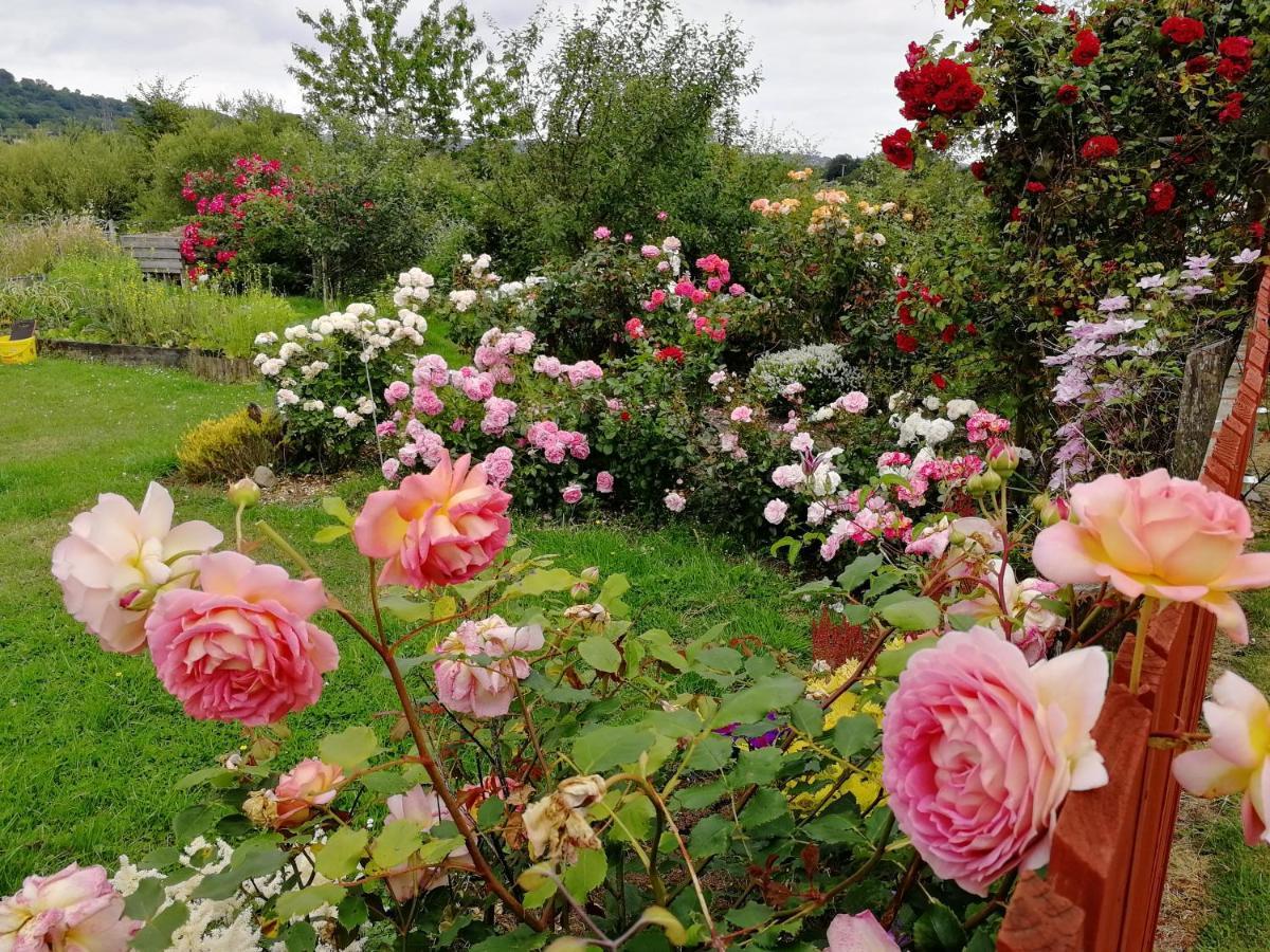Fox Heaven B&B Carrickfergus Dış mekan fotoğraf