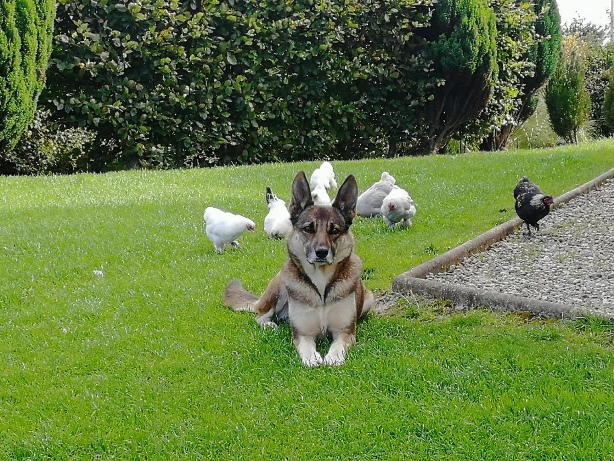 Fox Heaven B&B Carrickfergus Dış mekan fotoğraf